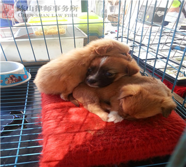 2015年5月30日路边的小狗，