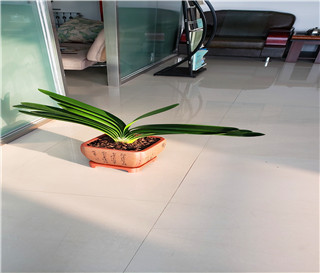 代理案件的原则风险提前告知原则，