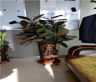 代理案件的原则当事人成本原则，