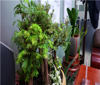 收案代理原则的综述，