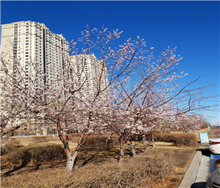 欠钱不还够不够判刑？