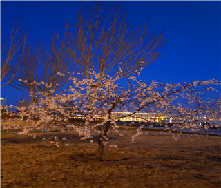村官村霸砍伐树木，倒卖土方的法律分析，